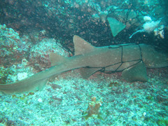 Ginglymostoma cirratum
