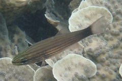 Cheilodipterus artus