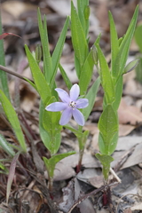 Walleria mackenziei