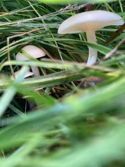 Clitocybe rivulosa