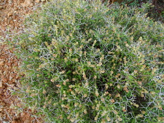 Sarcopoterium spinosum