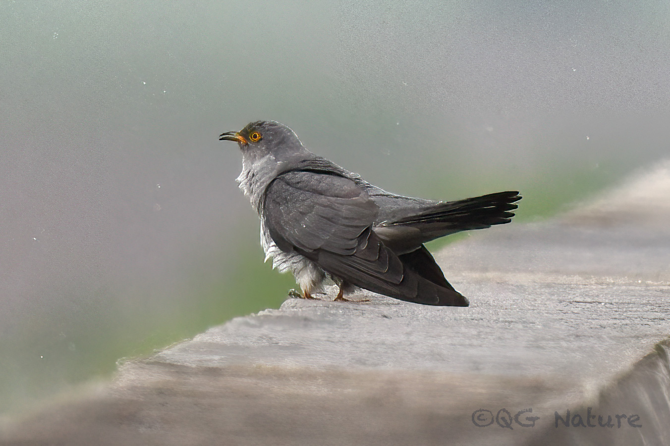 Common Cuckoo