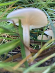 Clitocybe rivulosa