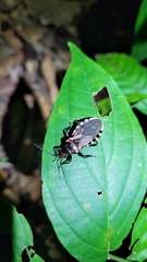 Brontostoma colossus