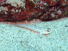 Gobius tetrophthalmus