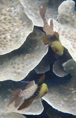Sphaeramia nematoptera