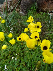 Ranunculus asiaticus