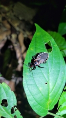 Brontostoma colossus