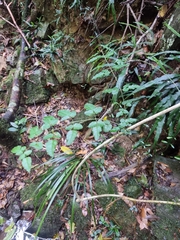 Jasminum singuliflorum