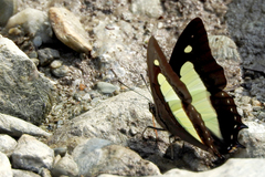 Polyura bharata