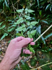 Jasminum singuliflorum