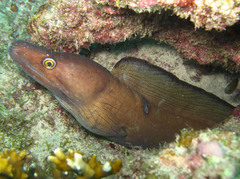 Gymnothorax vicinus