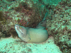 Gymnothorax vicinus