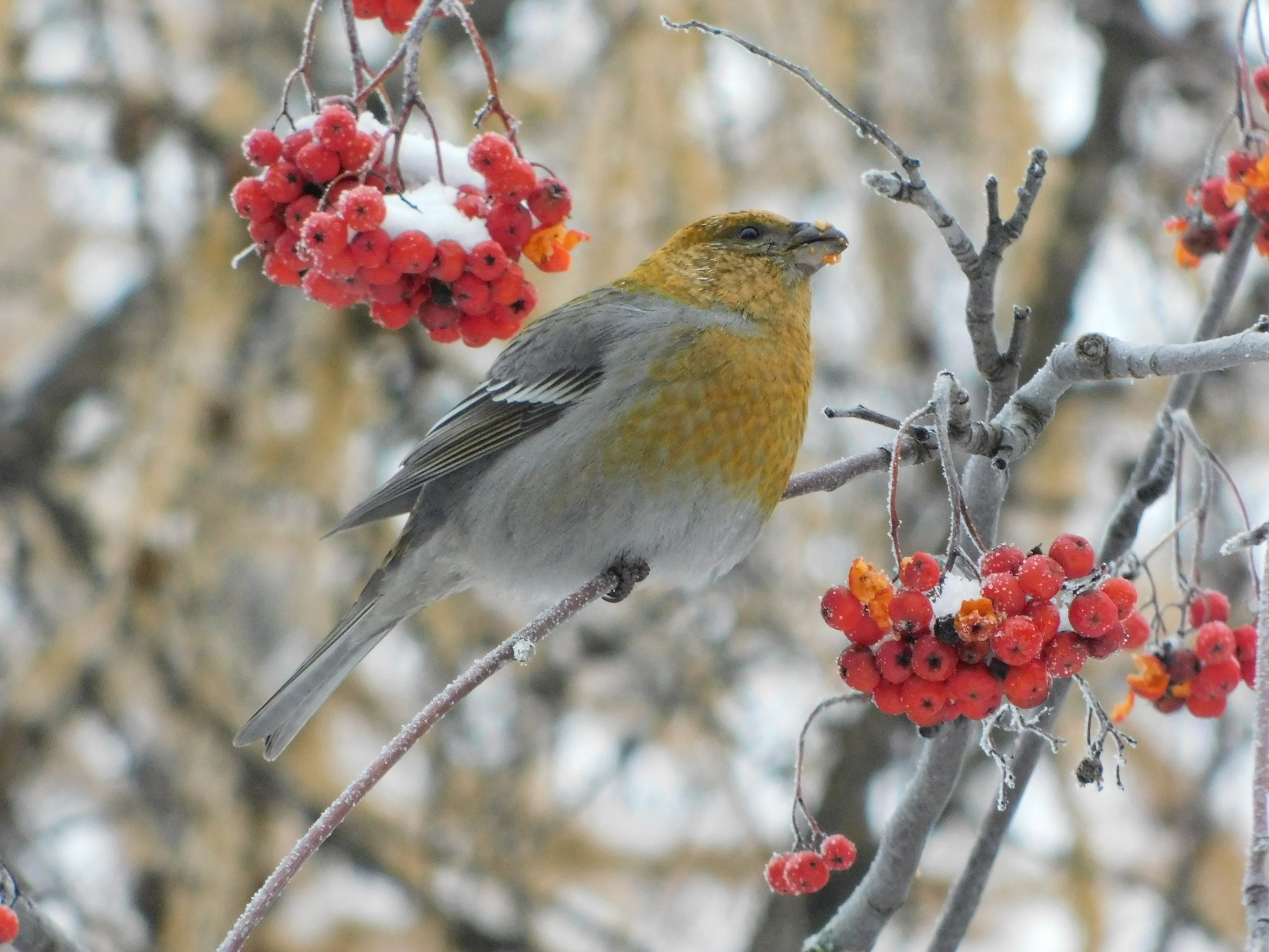 iNaturalist.org. Н. Матанова, Чебоксары Чувашия, ноябрь 2022