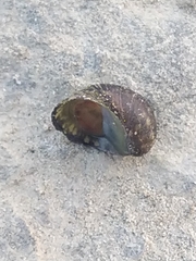 Theodoxus fluviatilis