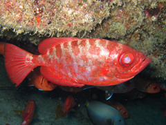 Heteropriacanthus fulgens