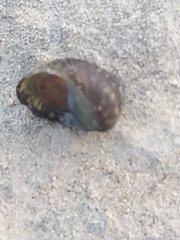 Theodoxus fluviatilis