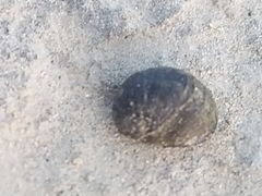 Theodoxus fluviatilis