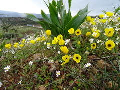 Ranunculus asiaticus