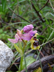 Ophrys tenthredinifera