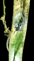 Sphecotypus niger