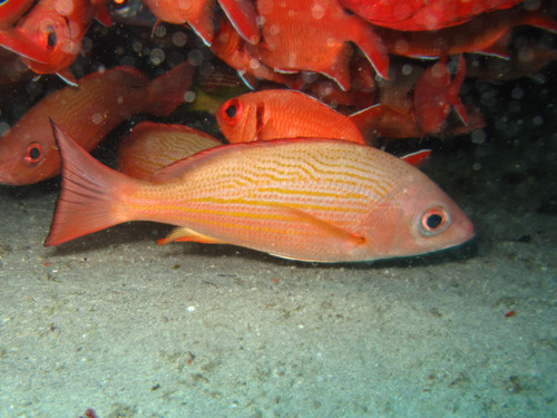 Caranha-africana (Lutjanus fulgens) · BioDiversity4All