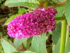 Phytolacca bogotensis