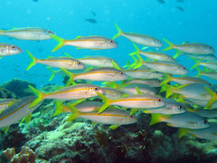 Mulloidichthys martinicus