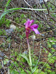 Anacamptis papilionacea