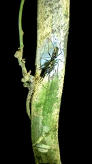 Sphecotypus niger