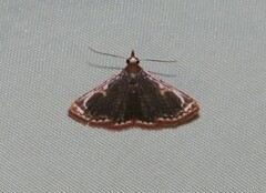 Corgatha albicinctalis