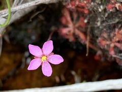 Drosera venusta