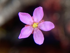 Drosera venusta
