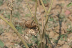 Datura innoxia