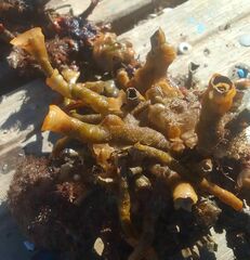 Schizoporella errata