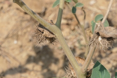 Datura innoxia