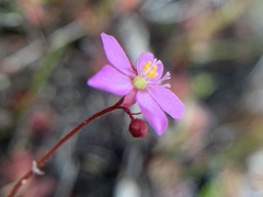 Drosera venusta