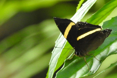 Abisara fylla