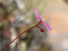 Drosera venusta