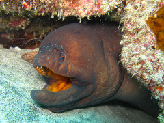Muraena robusta