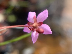 Drosera venusta