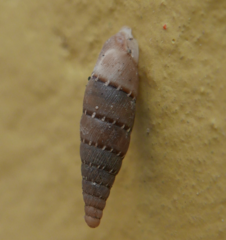 Papillifera papillaris