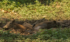 Phacochoerus africanus