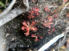 Drosera venusta