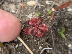 Drosera venusta