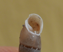 Papillifera papillaris