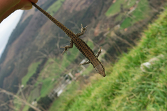 Podarcis muralis