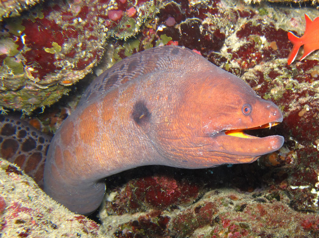 Stout Moray