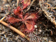 Drosera venusta