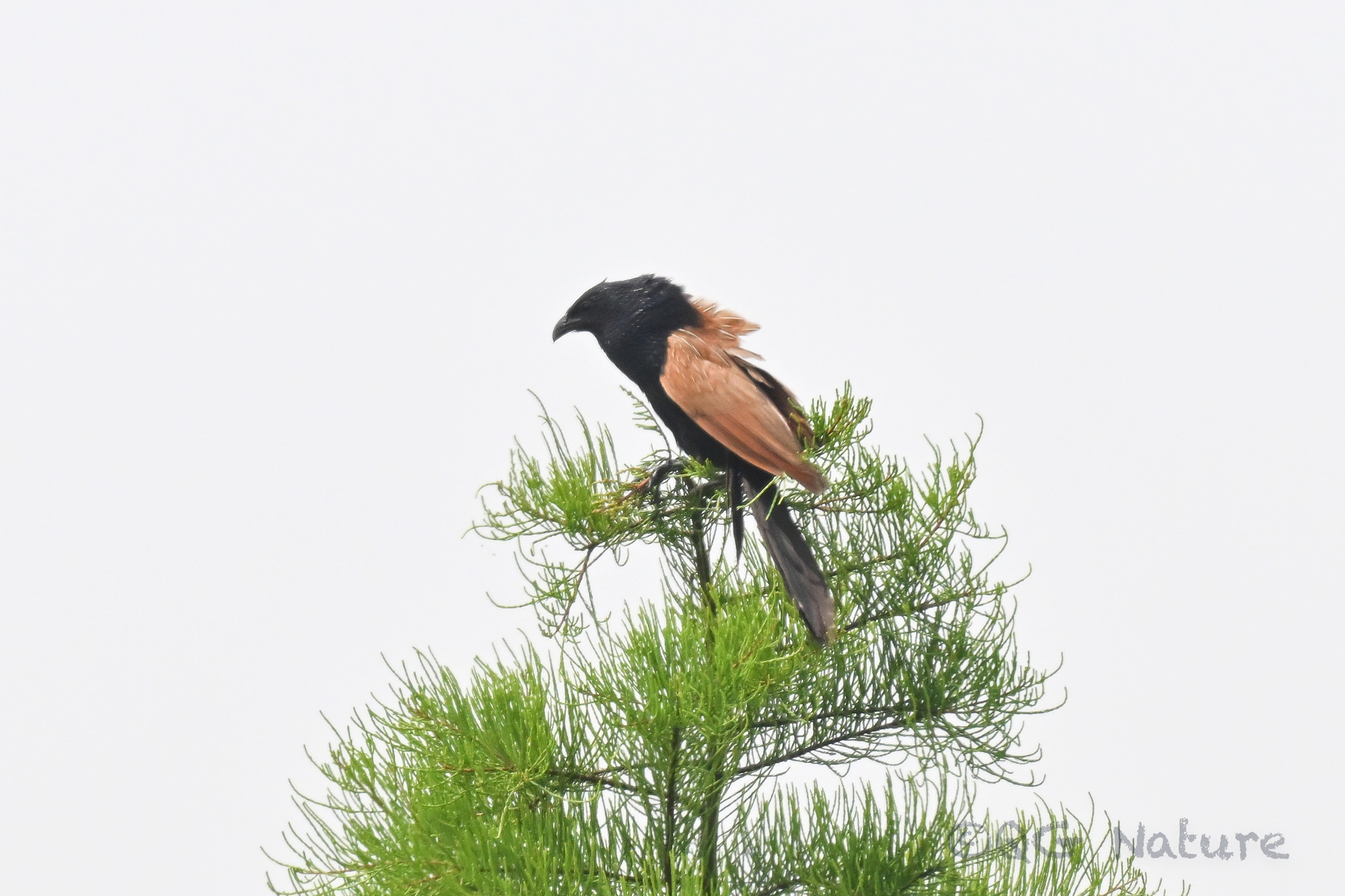 Lesser Coucal